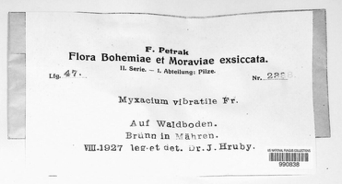 Thaxterogaster vibratilis image